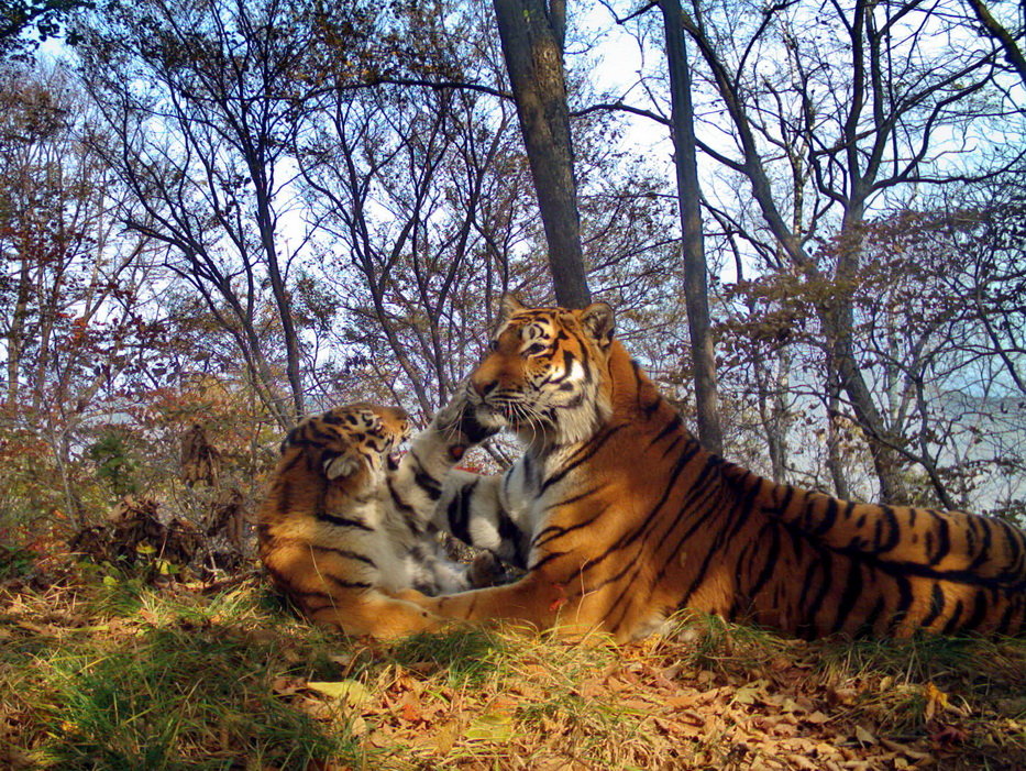 Дальневосточные тигры Борис И Светлая