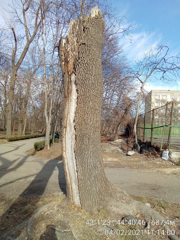Аварийные деревья в парке Хетагурова