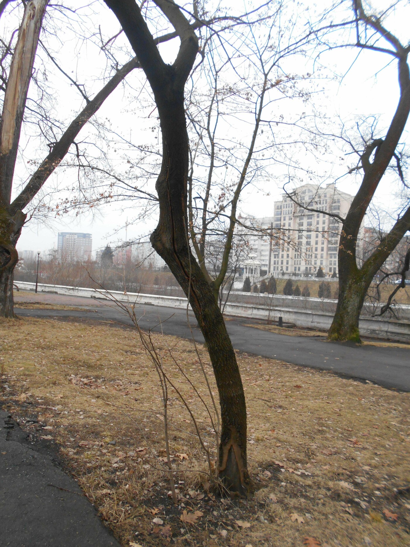 Аварийные деревья в парке Хетагурова