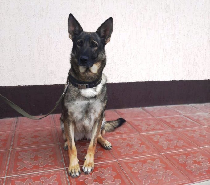 В Пригородном районе Северной Осетии служебная собака Лада помогла полицейским обнаружить крупную партию марихуаны