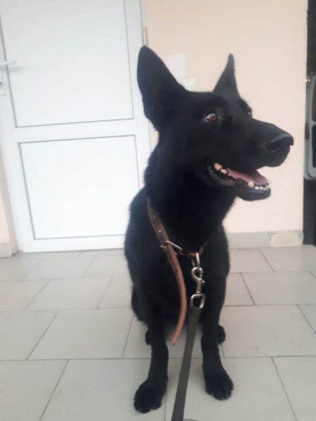 В Северной Осетии служебная собака Бони помогла полицейским обнаружить тайник с марихуаной в крупном размере