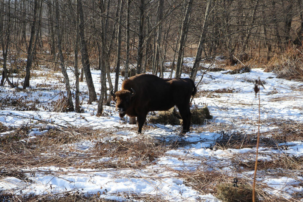 Шесть диких зубров из Карачаево-Черкессии переселили в североосетинский заповедник